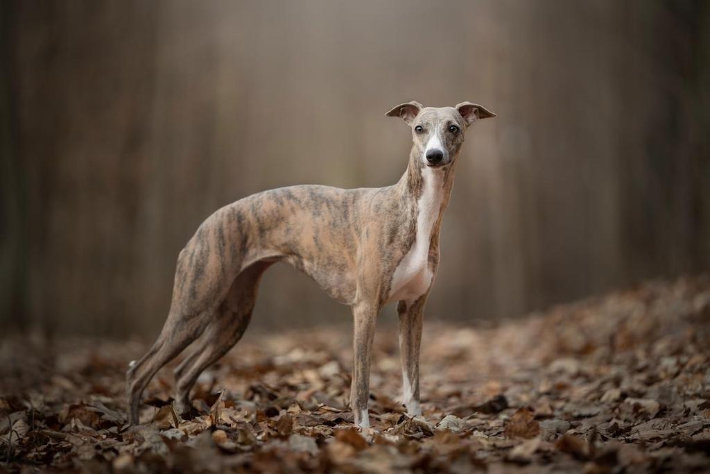 Informasi Ras Anjing Whippet