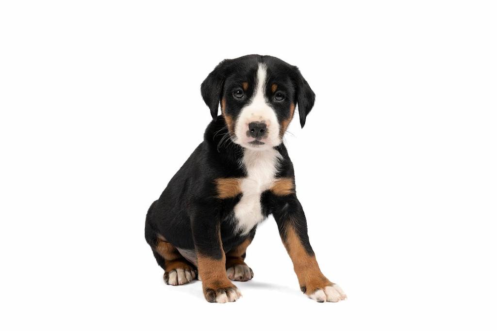 Merawat Anjing Appenzeller