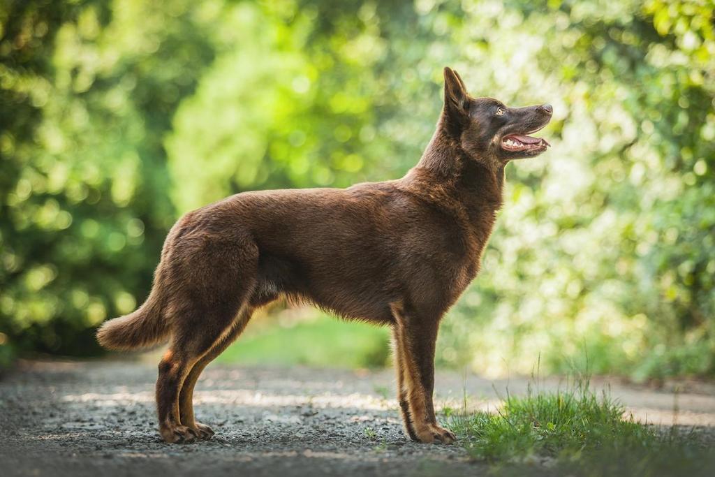 Merawat Anjing Australian Kelpie