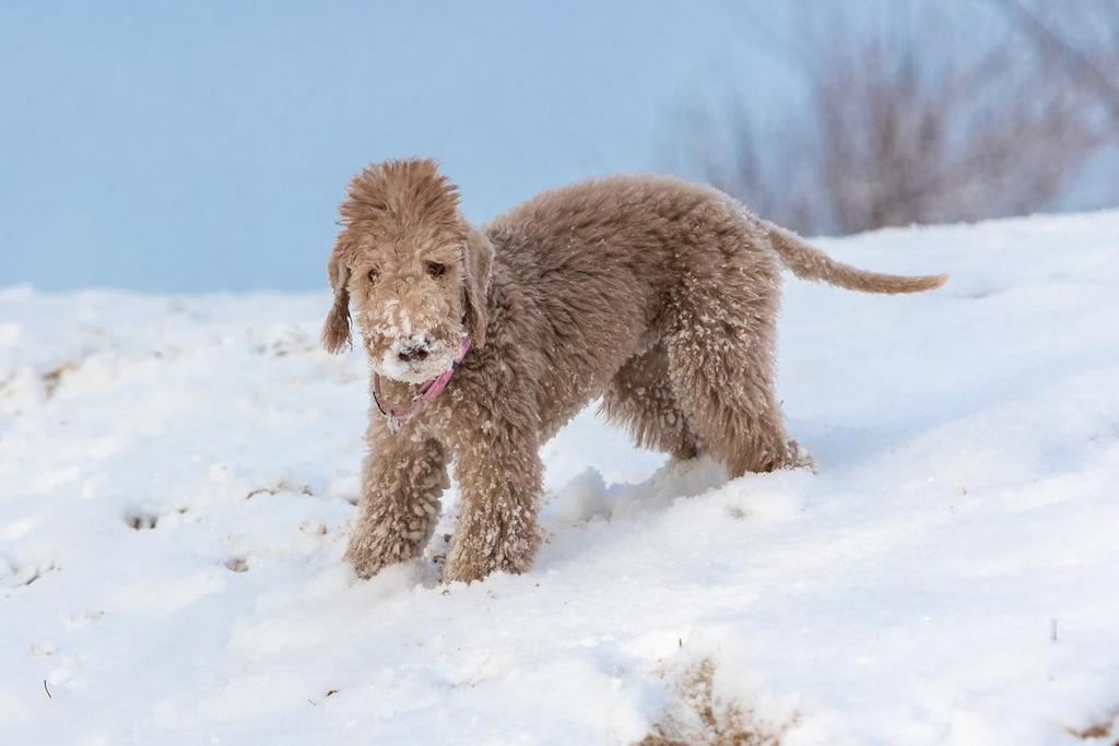 Merawat Anjing Bedlington Terrier