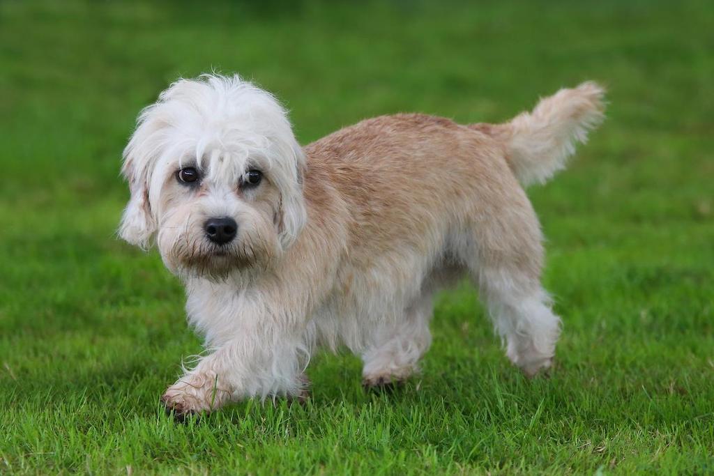 Merawat Anjing Dandie Dinmont Terrier