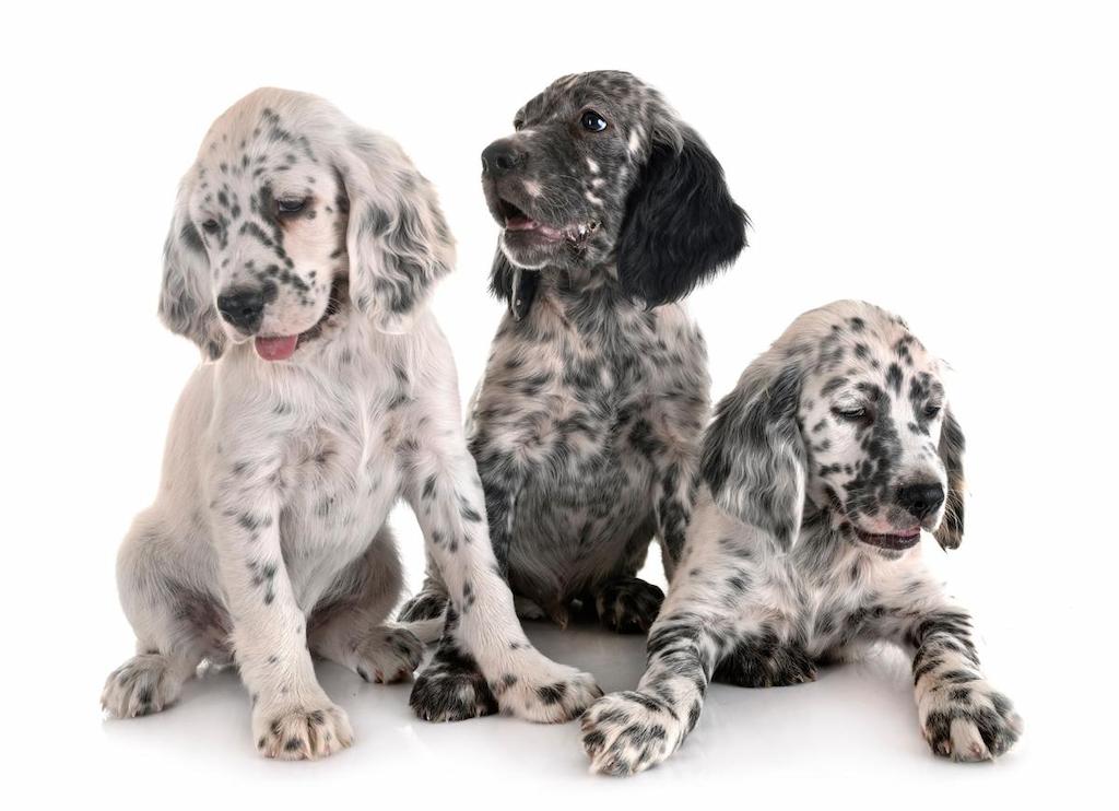 Merawat Anjing English Setter