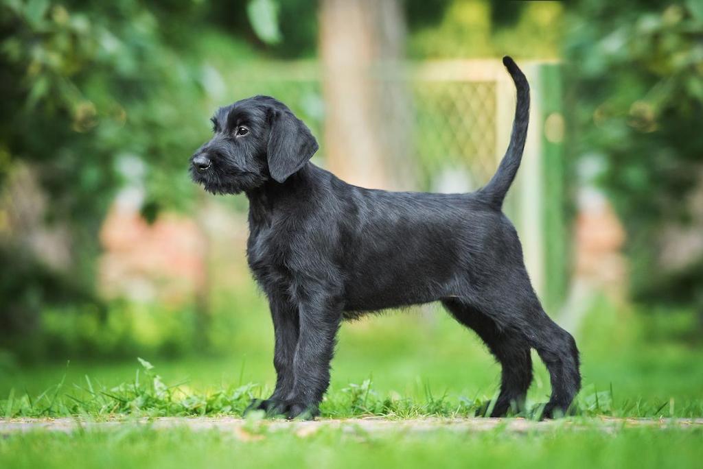 Merawat Anjing Giant Schnauzer