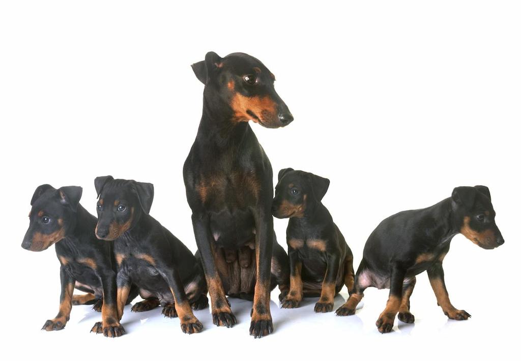 Merawat Anjing Manchester Terrier