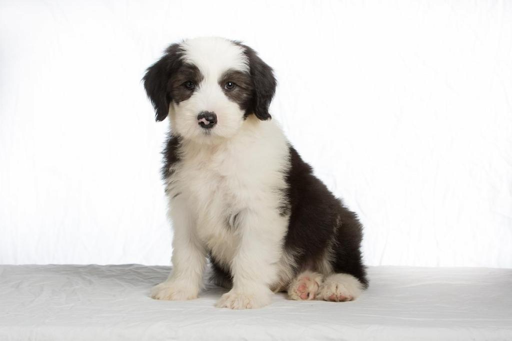 Merawat Anjing Old English Sheepdog