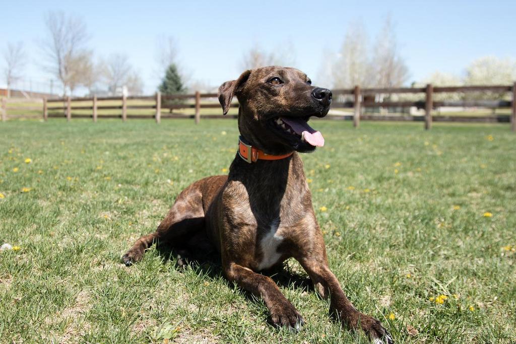 Merawat Anjing Plott Hound
