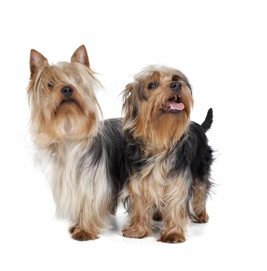 Merawat Anjing Silky Terrier