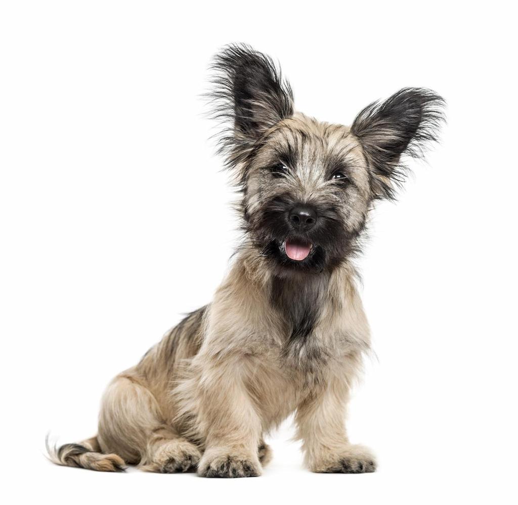 Merawat Anjing Skye Terrier