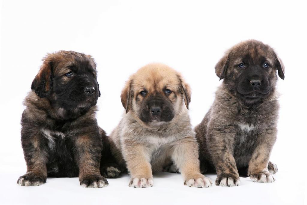 Merawat Anjing Spanish Mastiff
