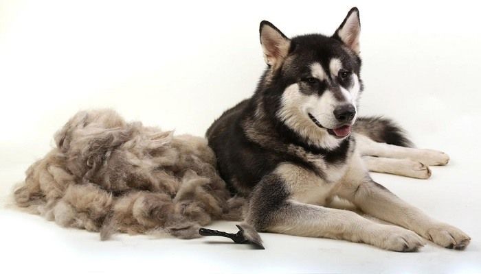 Penyebab Bulu Anjing Rontok
