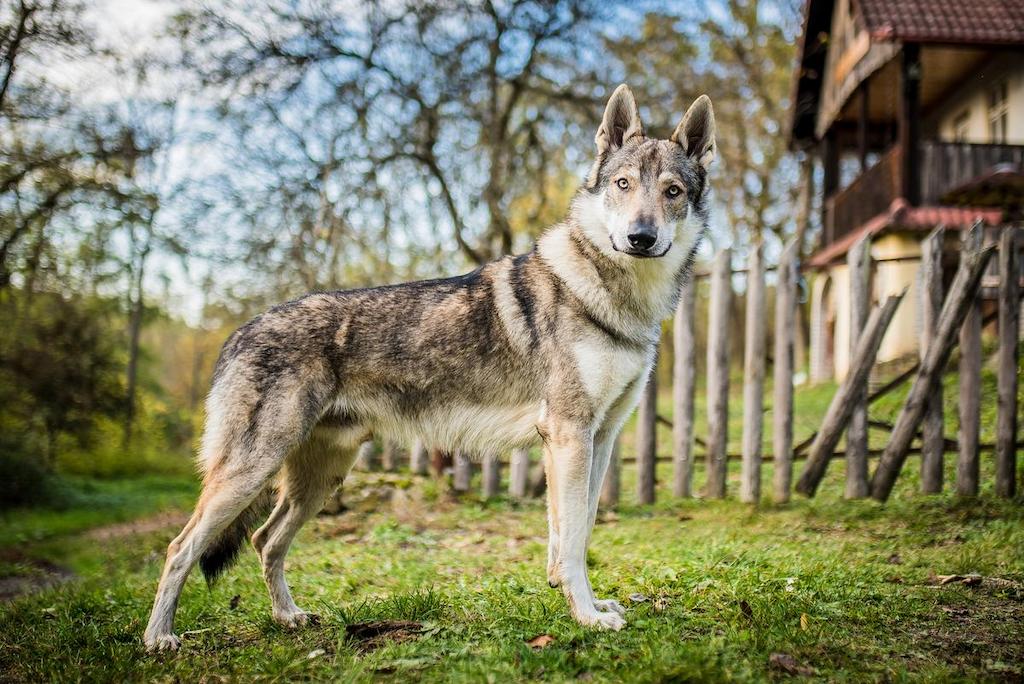 Sifat Anjing Wolfdog