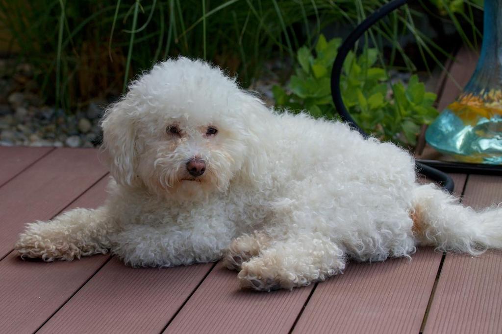 Anjing Bulu Putih