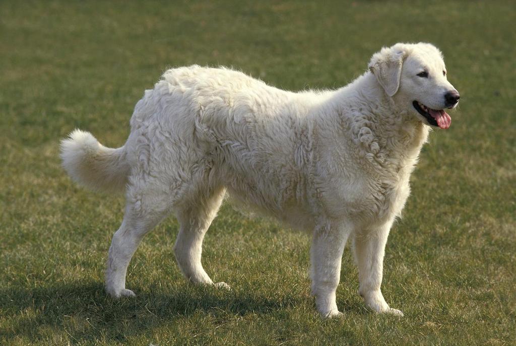 Anjing Bulu Putih