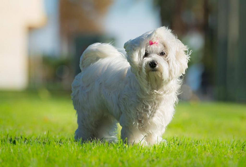 Anjing Bulu Putih