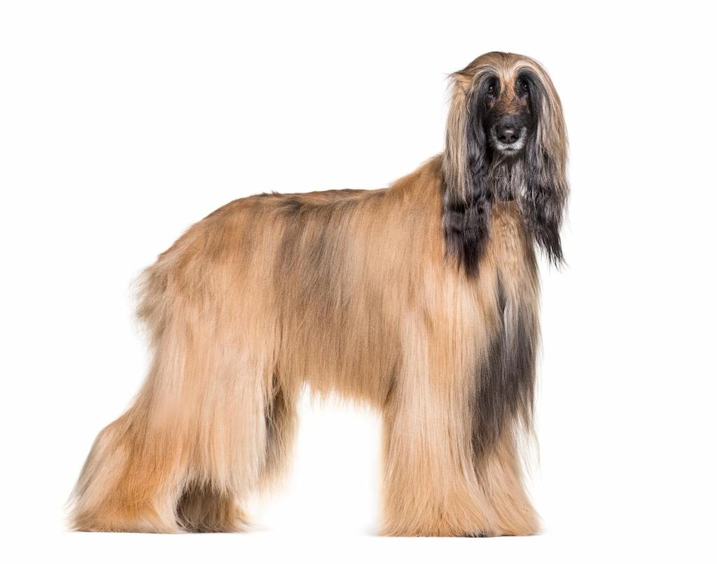 Anjing Telinga Panjang