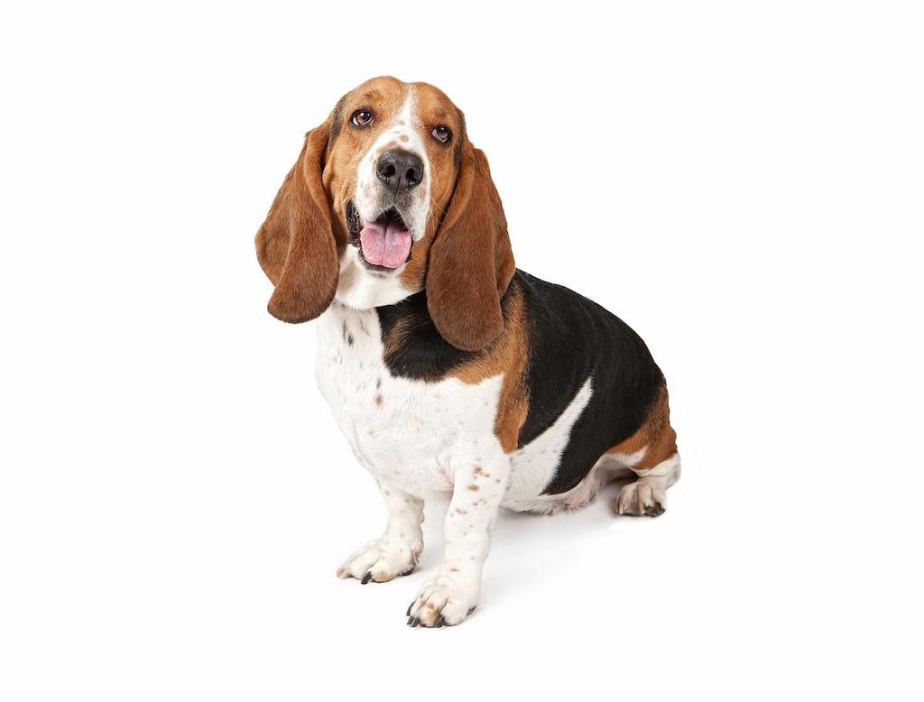 Anjing Telinga Panjang