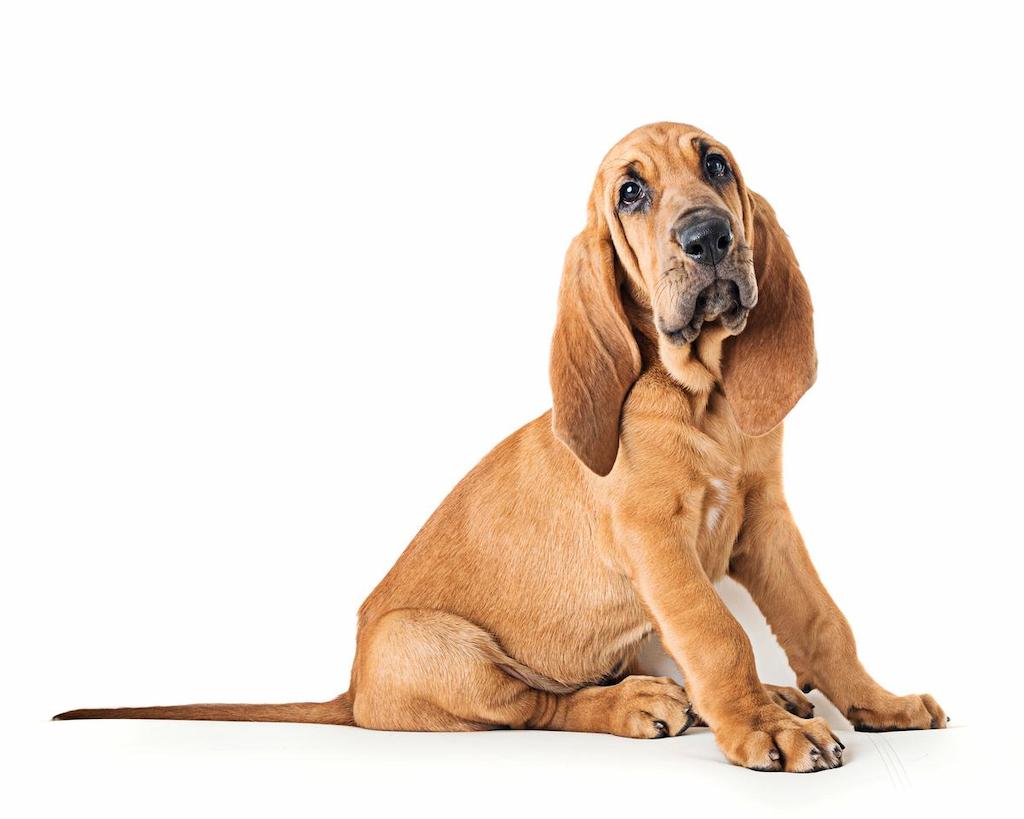 Anjing Telinga Panjang