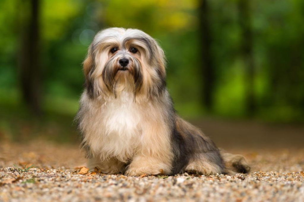 Anjing Telinga Panjang