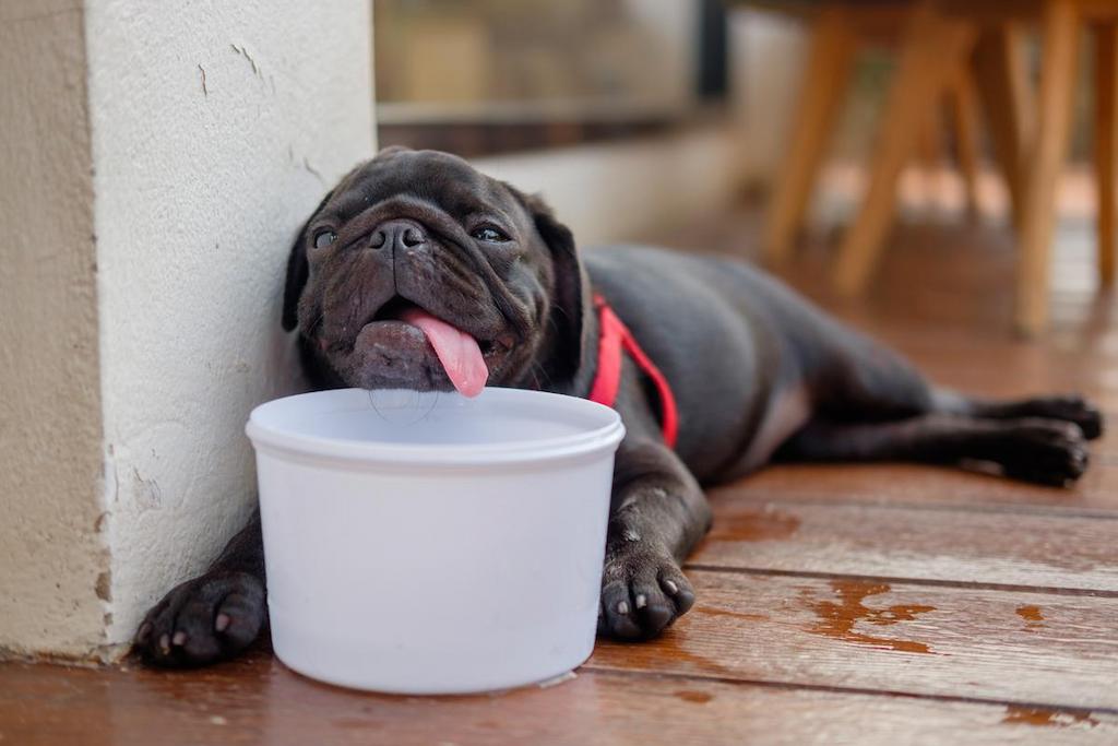 Heat Stroke pada Anjing