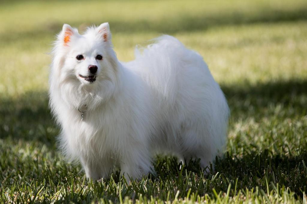 Jenis Anjing Bulu Panjang