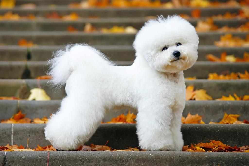 Jenis Anjing Bulu Panjang