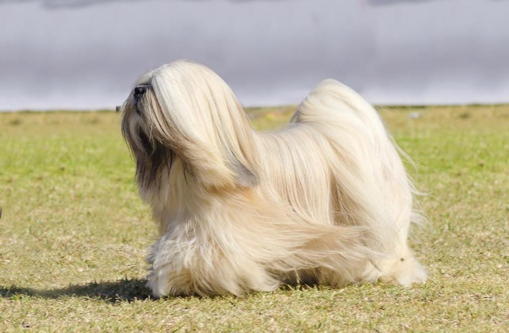 Jenis Anjing Bulu Panjang