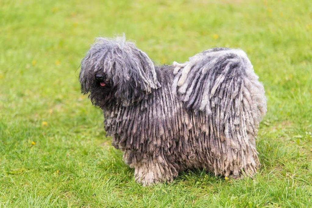 Jenis Anjing Bulu Panjang