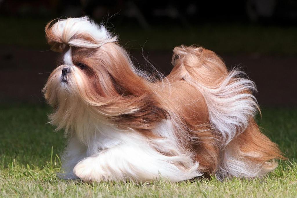 Jenis Anjing Bulu Panjang