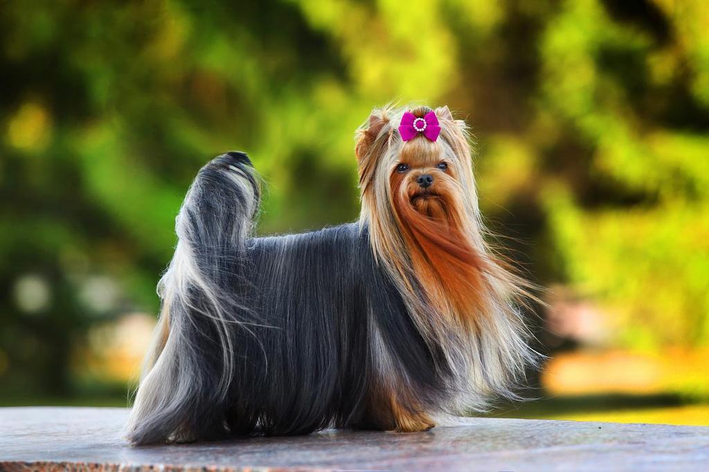 Jenis Anjing Bulu Panjang
