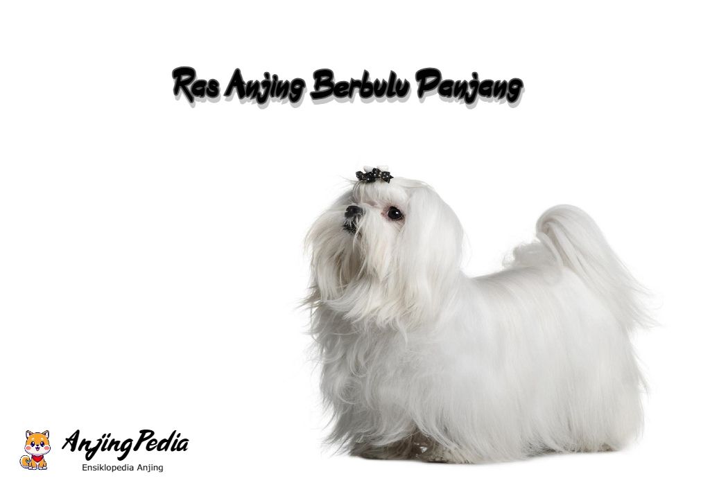 Jenis Anjing Bulu Panjang
