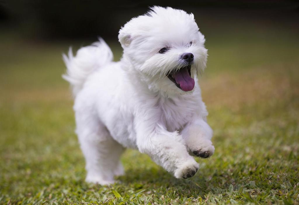 Jenis Anjing Mainan 