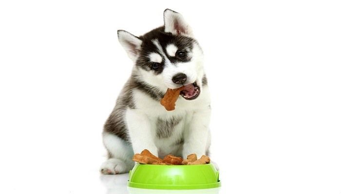 Makanan Anjing Siberian Husky