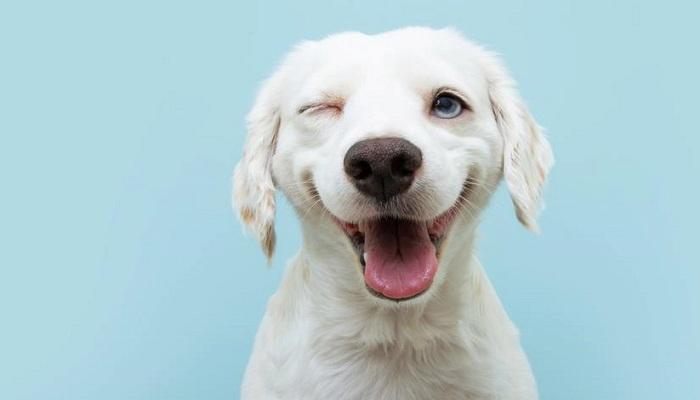 Mengapa Anjing Menjulurkan Lidahnya