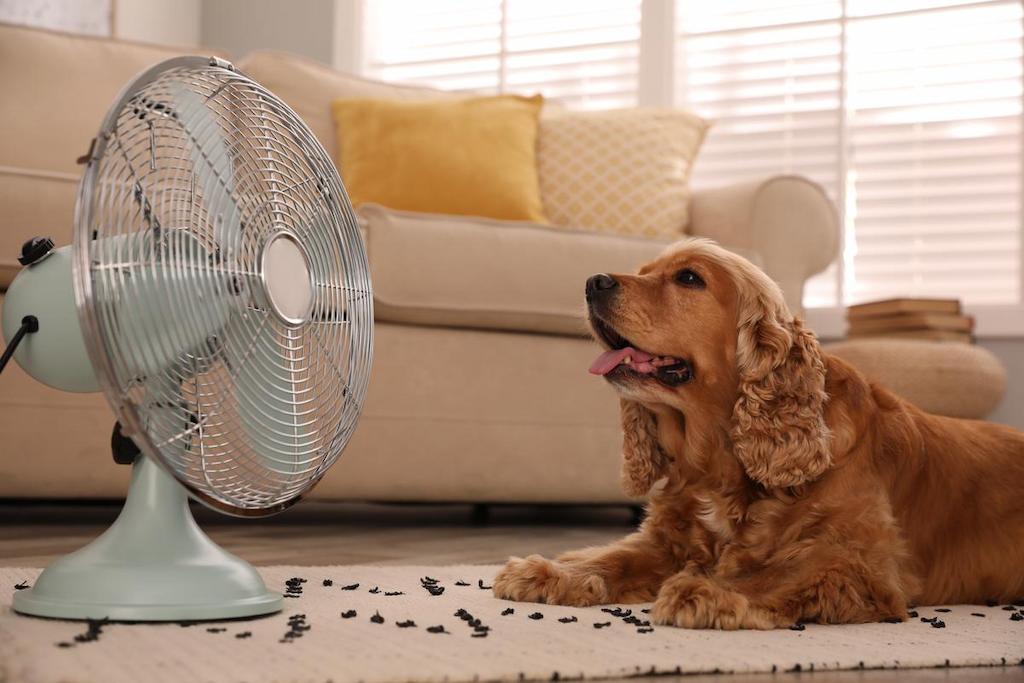 Penyebab Heat Stroke pada Anjing