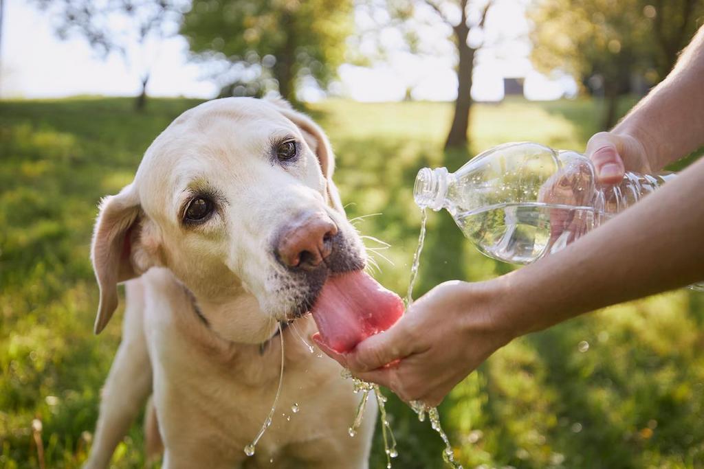 Heat Stroke pada Anjing