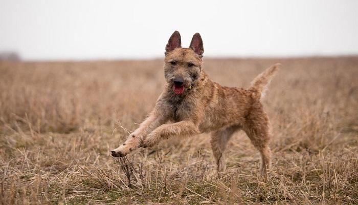 Anjing Belgian Laekenois