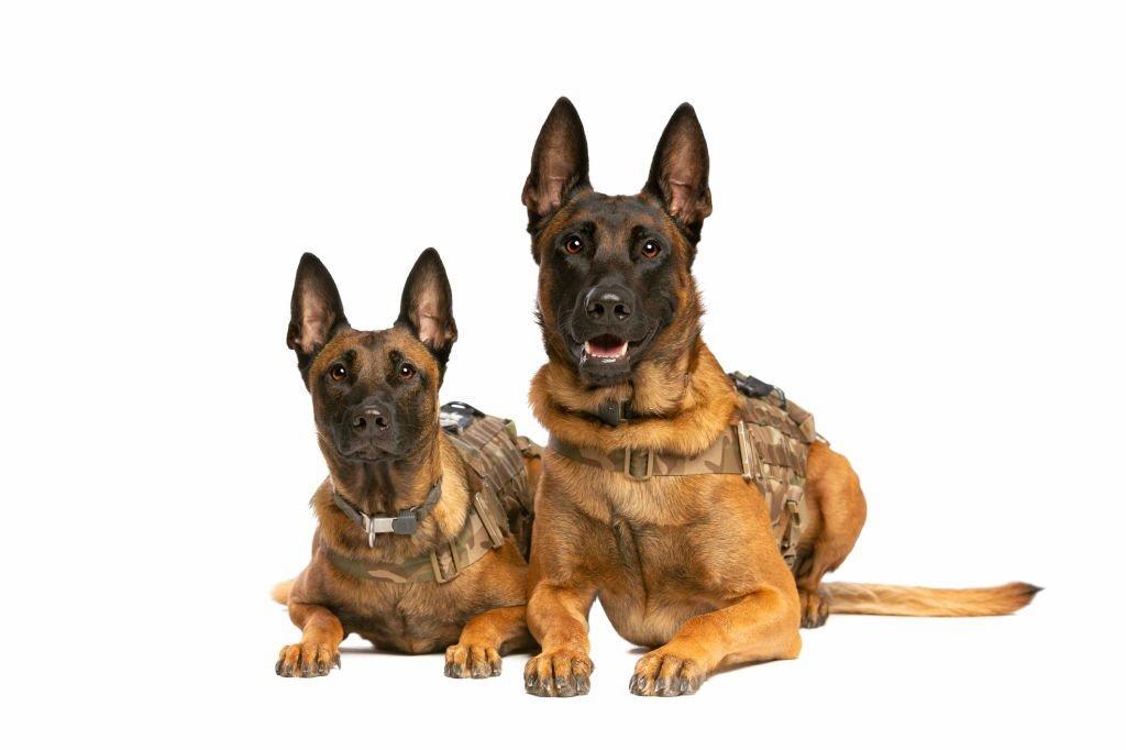 Anjing Militer Belgian Malinois