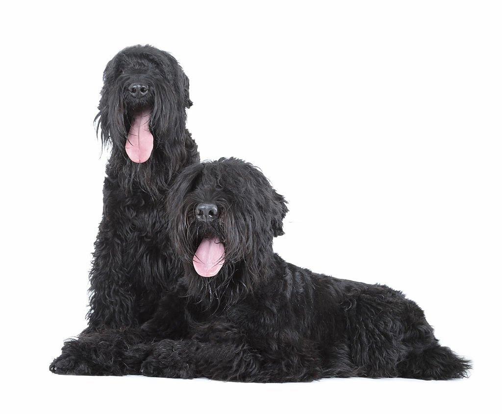 Anjing Militer Black Russian Terrier