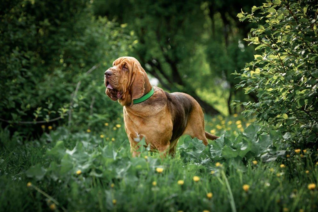 Anjing Militer Bloodhound
