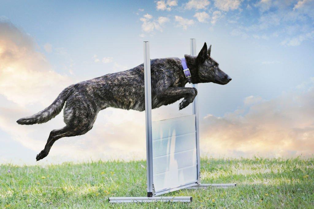 Anjing Militer Dutch Shepherd