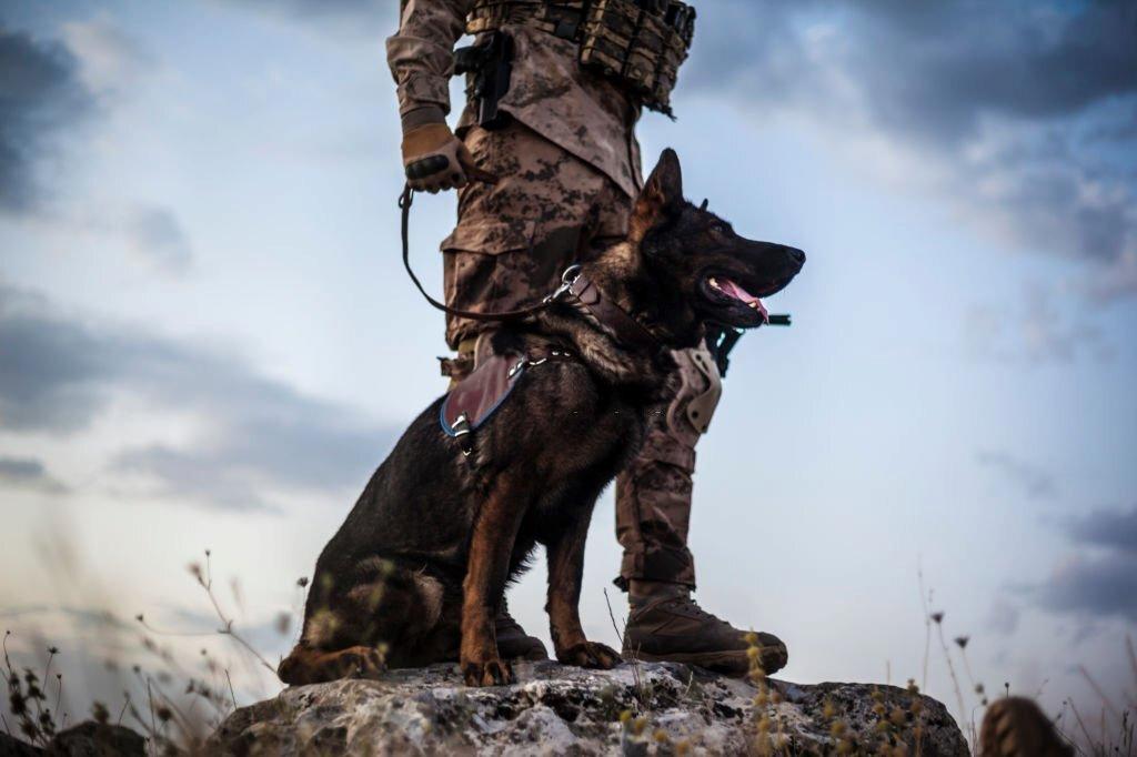 Anjing Militer German Shepherd