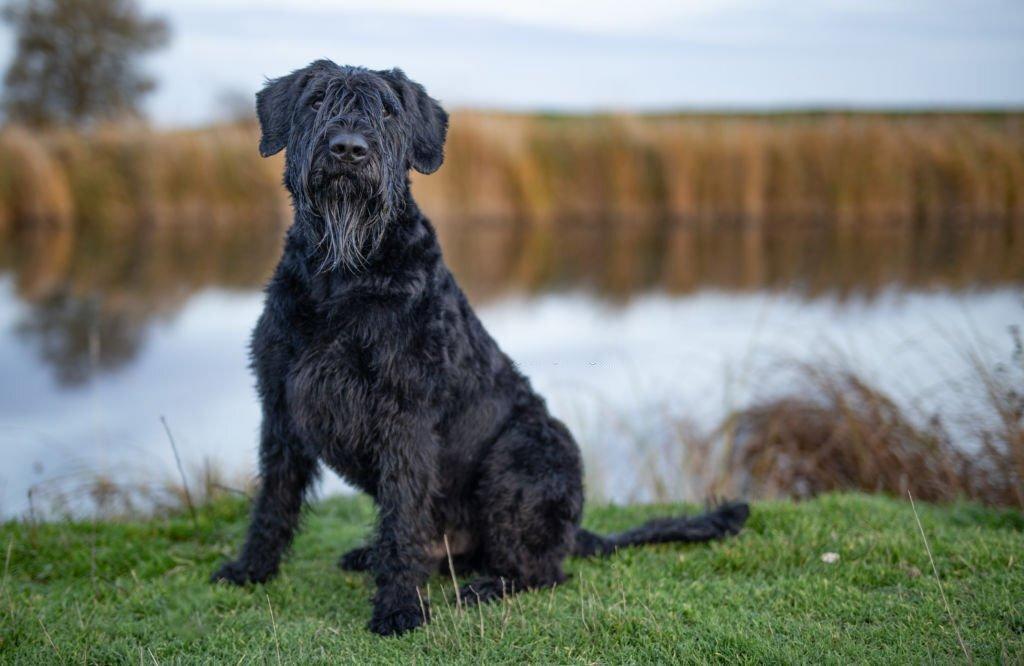 Anjing Militer Giant Schnauzer