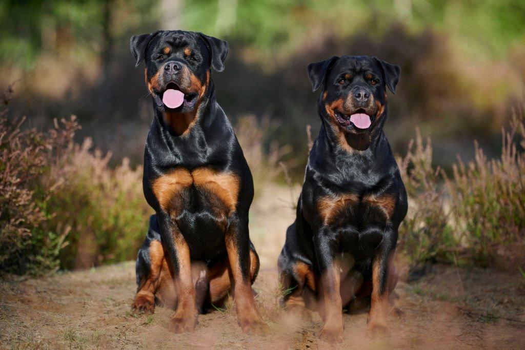 Anjing Militer Rottweiler