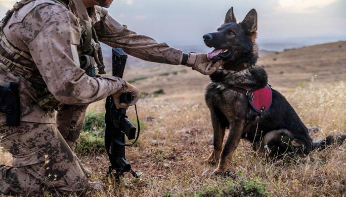 Anjing Militer