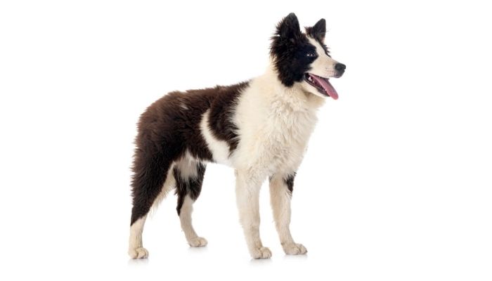 Anjing Yakutian Laika