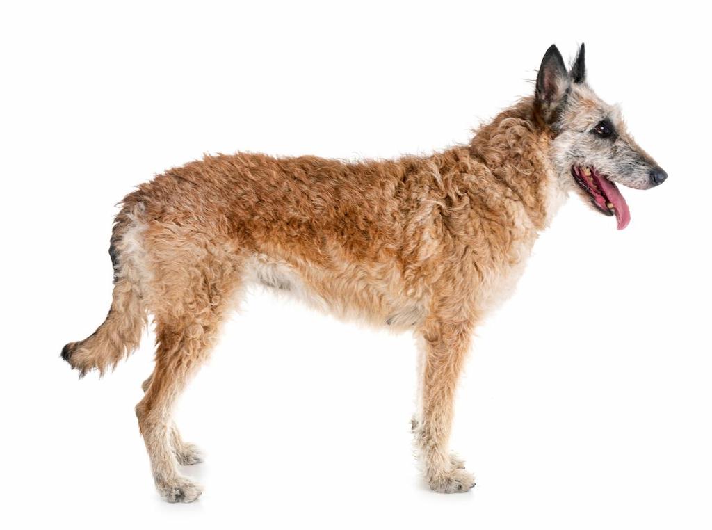 Ciri-ciri Anjing Belgian Laekenois