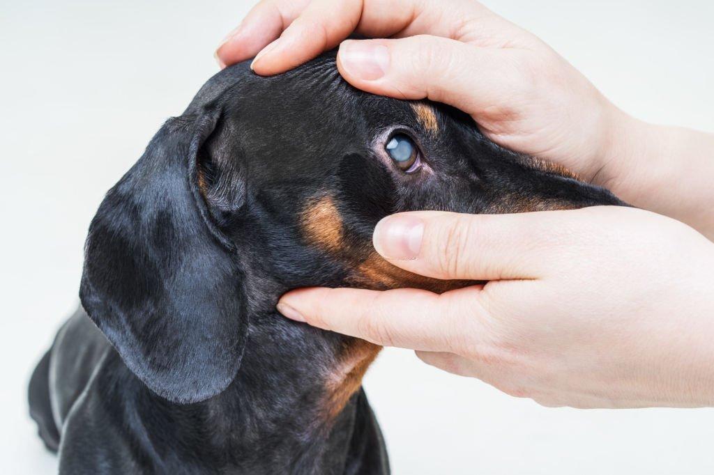 Gejala Katarak pada Anjing