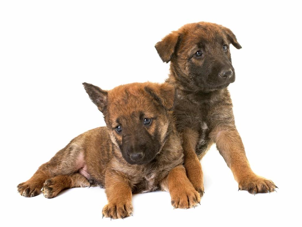 Harga Anjing Belgian Laekenois