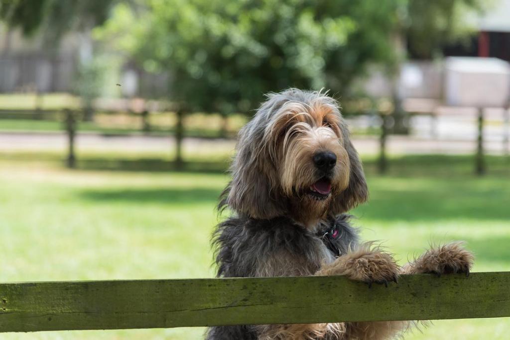 Harga Anjing Otterhound