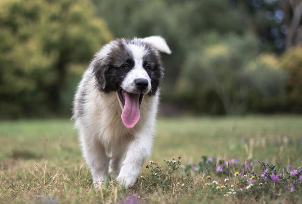 Informasi Ras Anjing Pyrenean Mastiff Anjingpedia